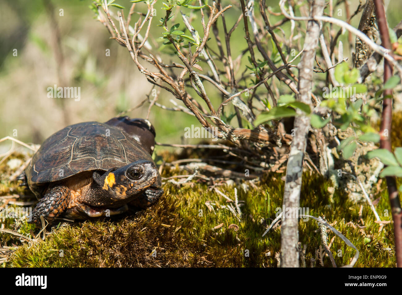 Tortue de marais Banque D'Images