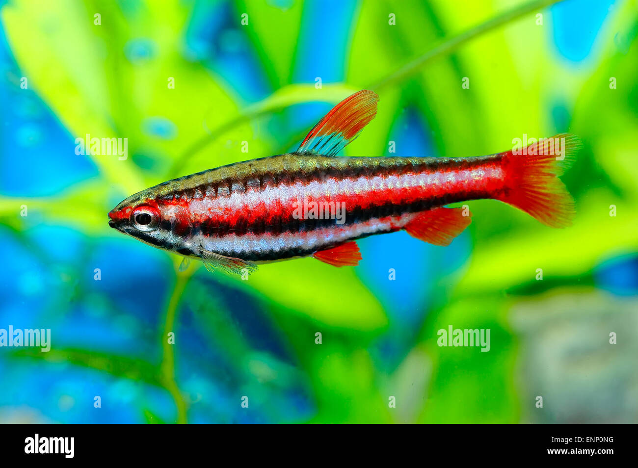 Les poissons d'aquarium de Nice genre Nannostomus. Banque D'Images