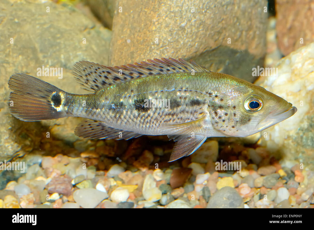 Les poissons d'aquarium de Nice genre Petenia. Banque D'Images