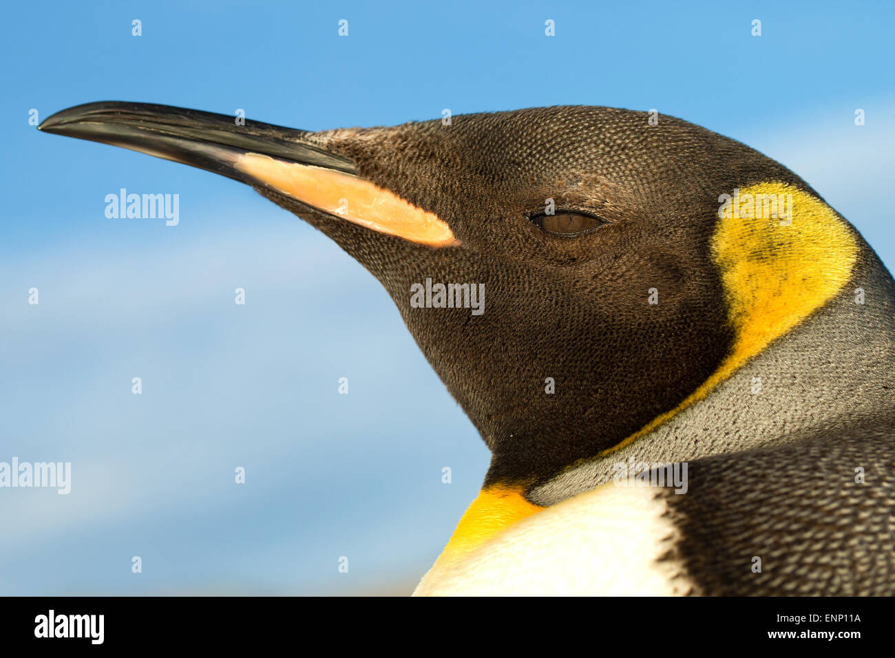 Close-up of juvenile King penguin Banque D'Images