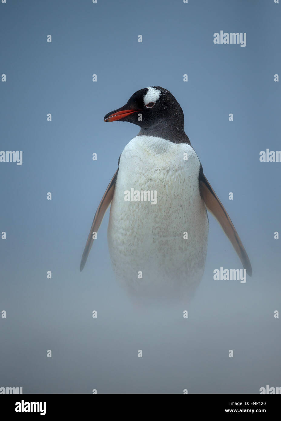 Gentoo pingouin sur une côte sableuse aux îles Falkland Banque D'Images