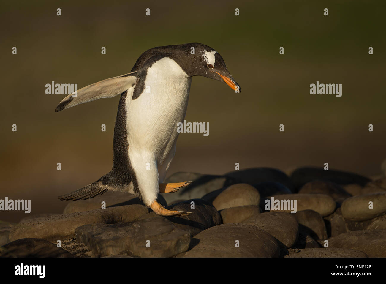 Gentoo pingouin hopping sur des pierres, des îles Malouines Banque D'Images