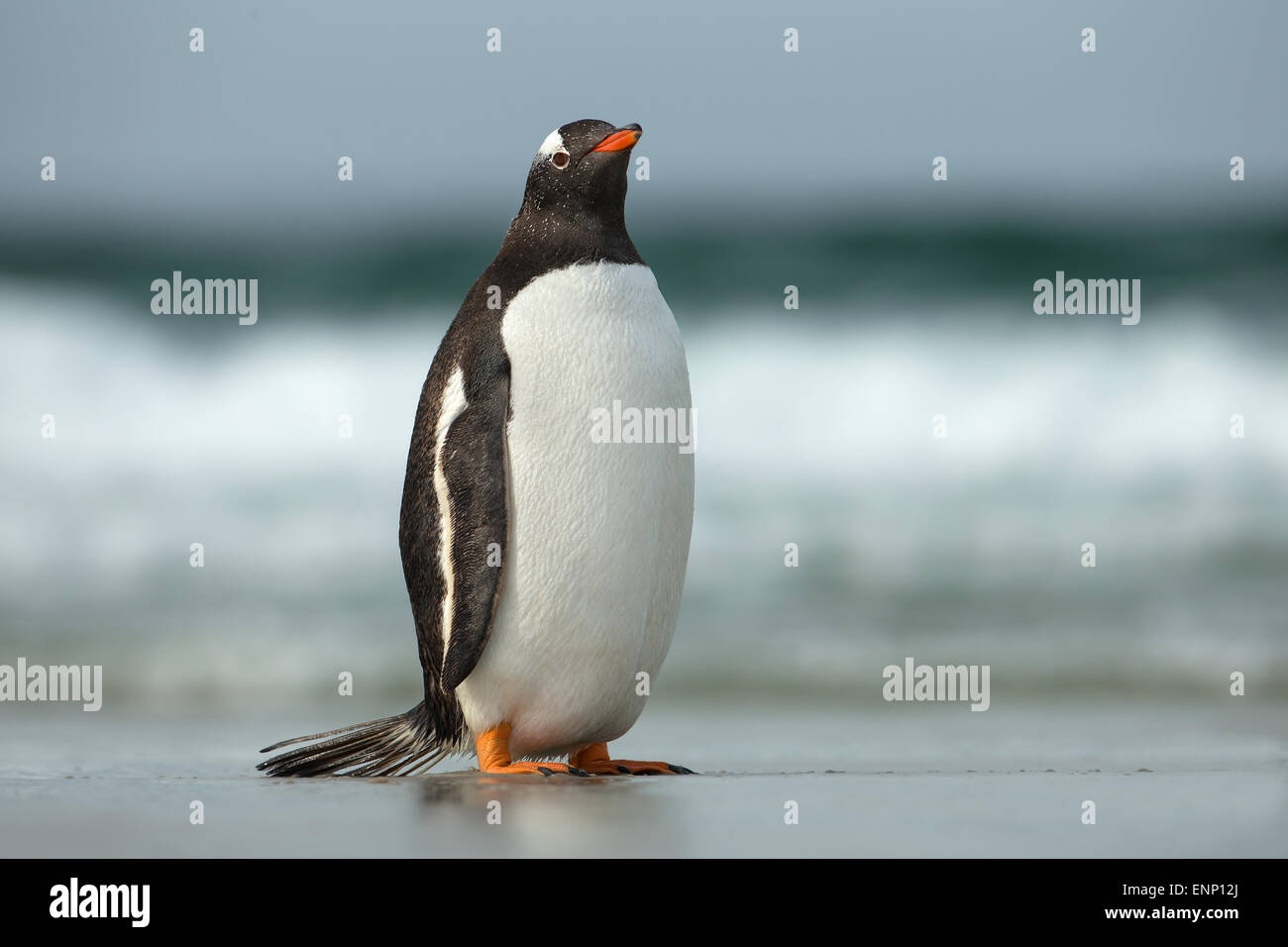 Gentoo pingouin marche sur une plage de sable du littoral de l'océan Banque D'Images