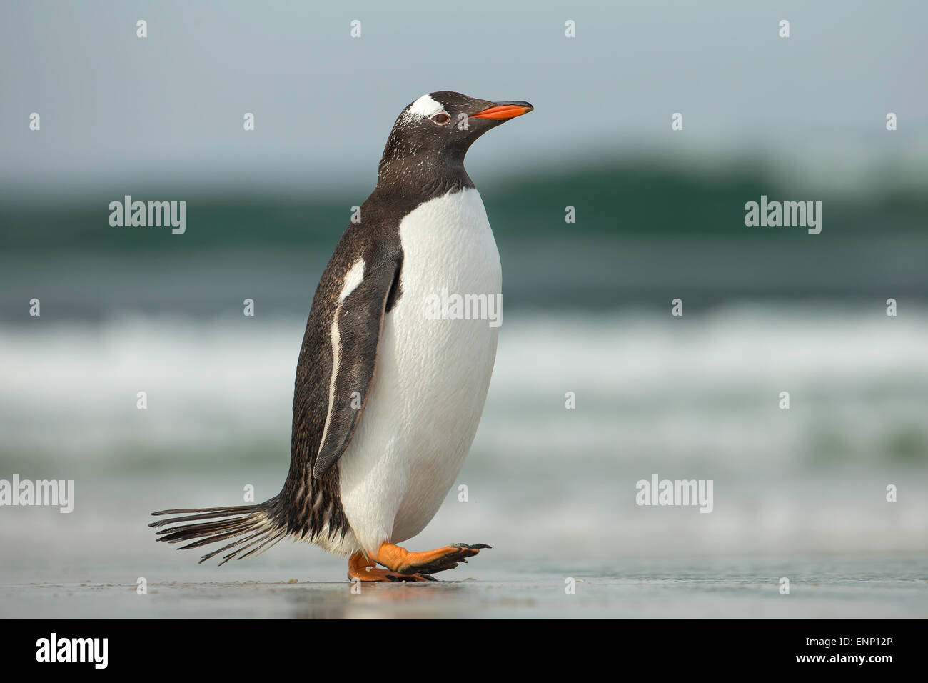Gentoo pingouin marche sur une plage de sable du littoral de l'océan Banque D'Images