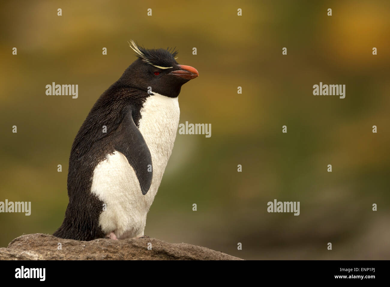 Le Sud de l'Adultes Rockhopper Penguin Eudyptes chrysocome contre l'arrière-plan coloré, îles Falkland Banque D'Images
