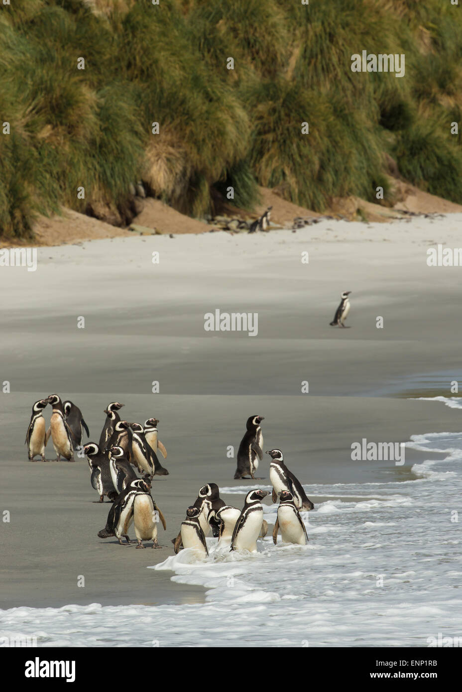 Sitemapcdatahttpsmodeinf Inetcomimage Manchot Plage