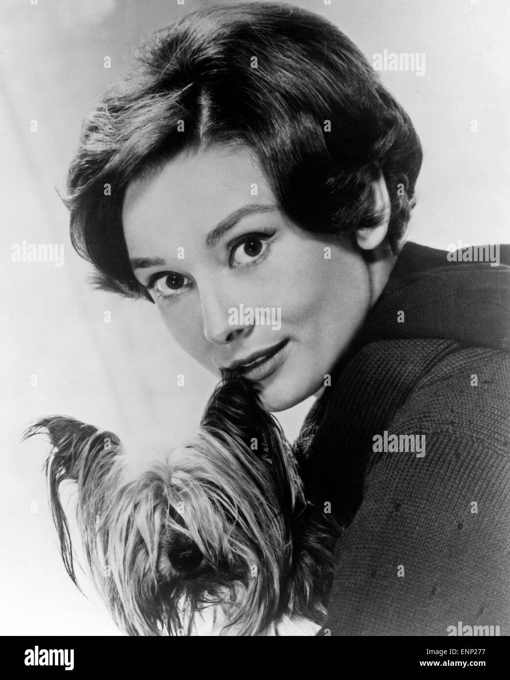 Die Schauspielerin US-amerikanische Andrea Hepburn mit einem Yorkshire Terrier, Anfang 1960 er Jahre. US-actrice Audrey Banque D'Images