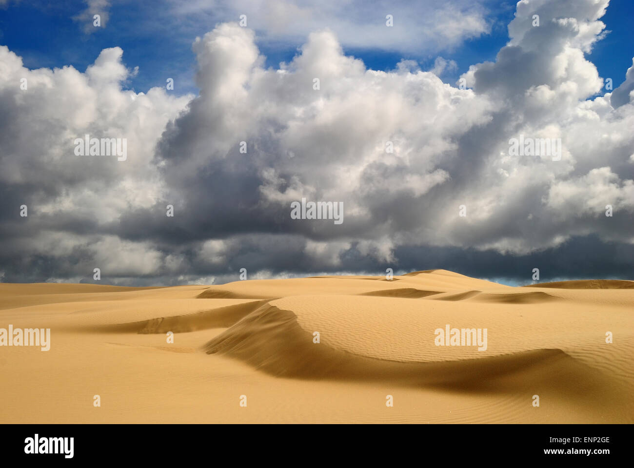Dunes de sable doux jaune avec du sable du désert dans des motifs et des lignes et des ombres Banque D'Images