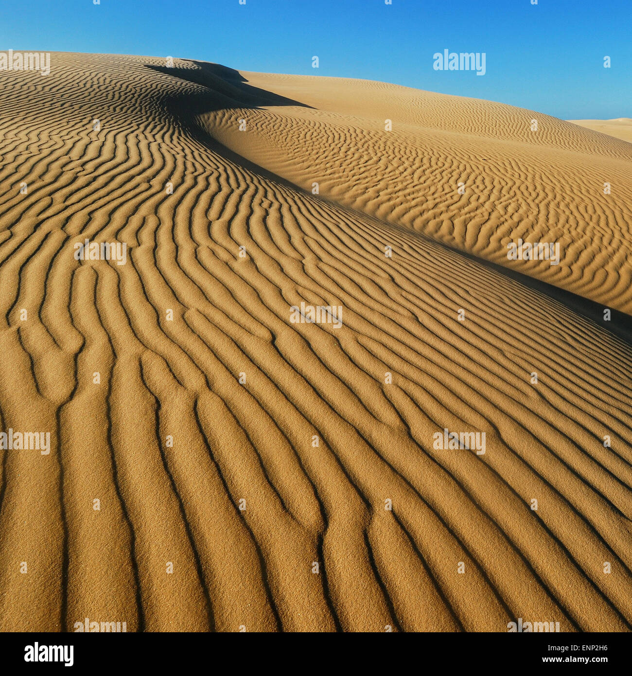Dunes de sable doux jaune avec du sable du désert dans des motifs et des lignes et des ombres Banque D'Images