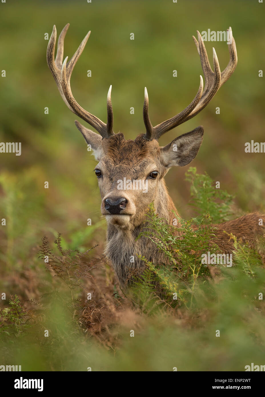 Close-up of a red deer stag en automne, UK Banque D'Images