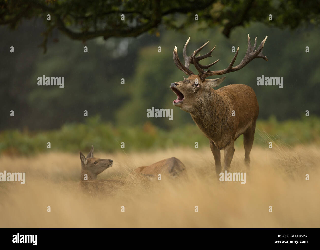 Red Deer stag pendant le rut, UK Banque D'Images