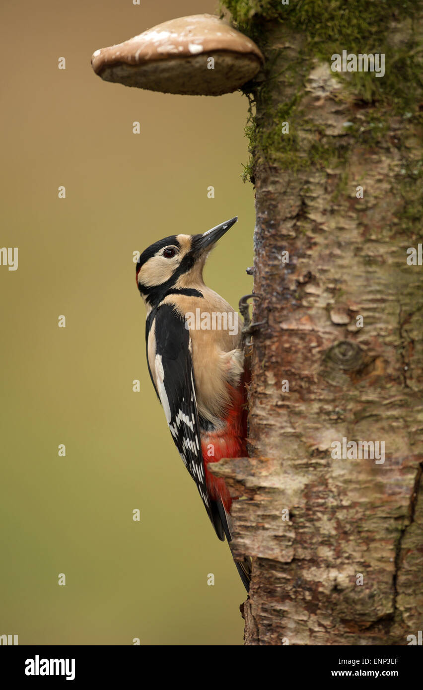 Pic épeiche mâle Dendrocopos major accroché à un tronc d'arbre Banque D'Images