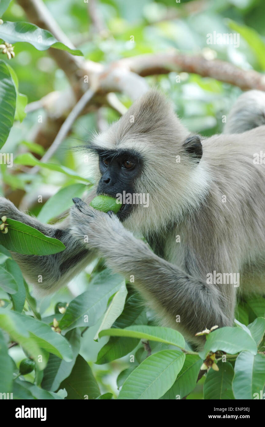 Entelle langur Hanuman ou gris Banque D'Images