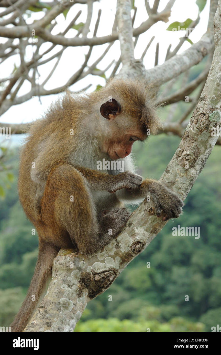 Bonnet Macaque (Macaca radiata) dans les forêts tropicales de l'Asie du sud-est Banque D'Images