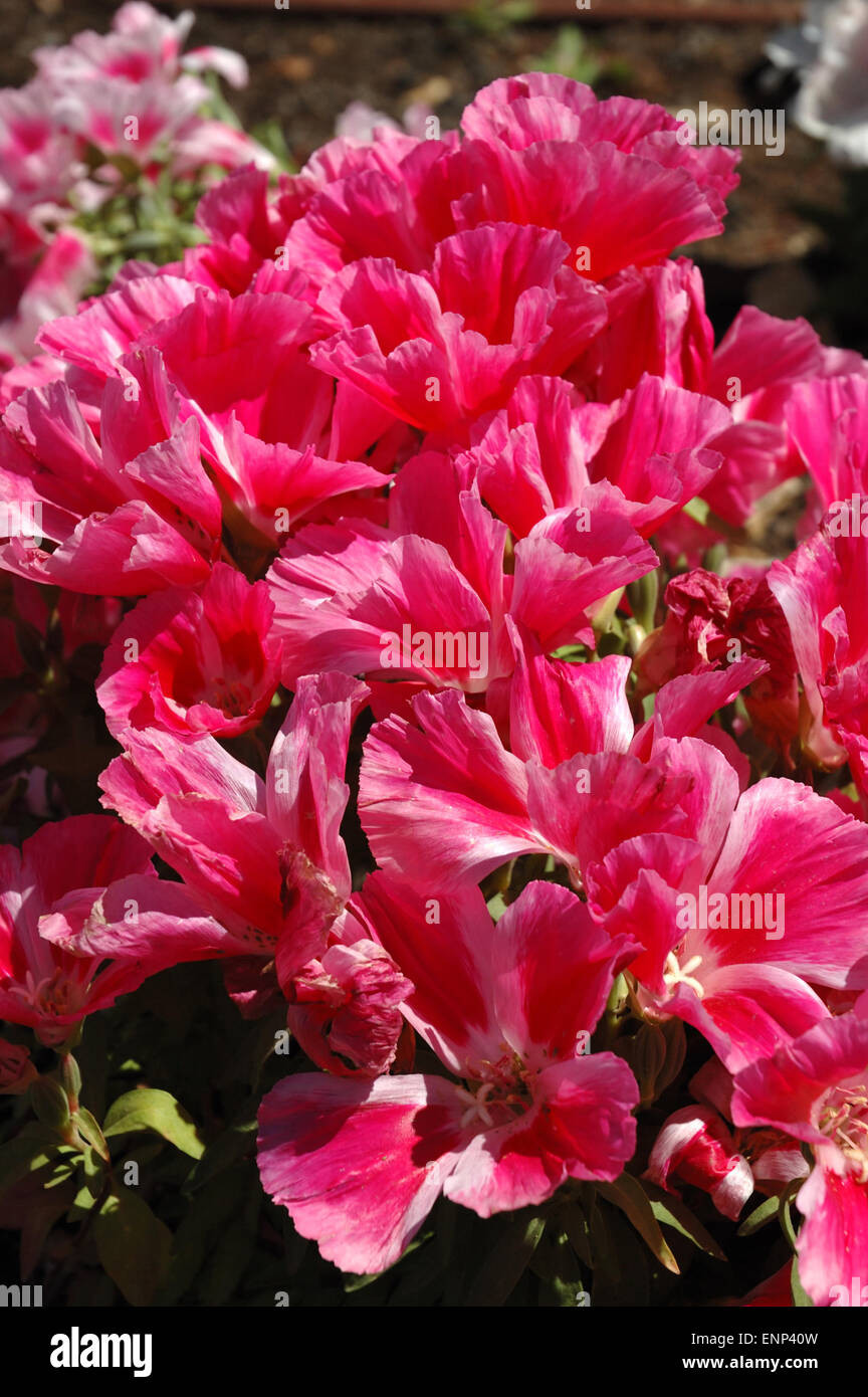 Belles fleurs rose vif Banque D'Images