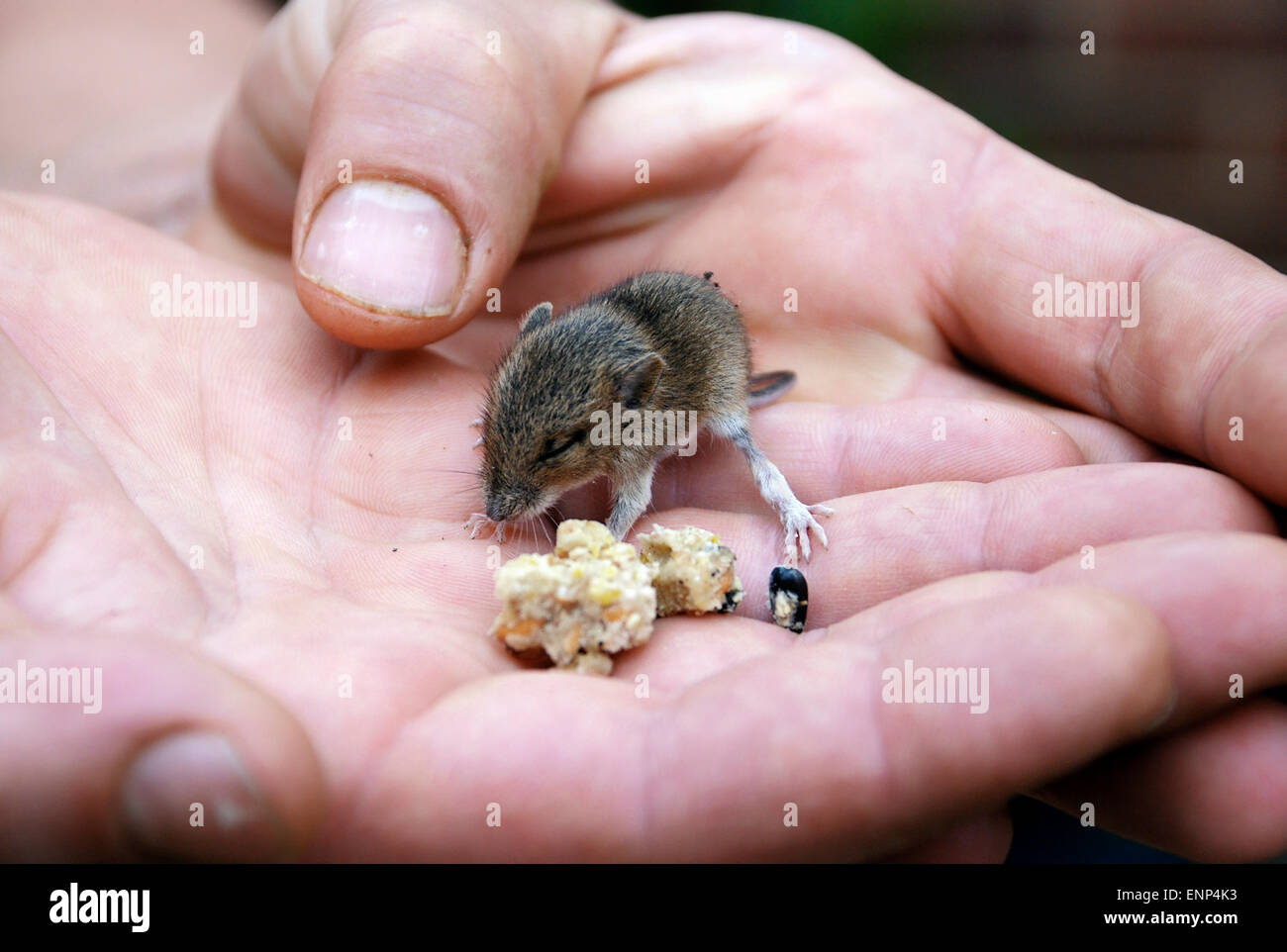 Mains tenant un bébé souris en bois, également connu sous le nom de domaine ou la souris à longue queue, manger des graines d'oiseaux Banque D'Images