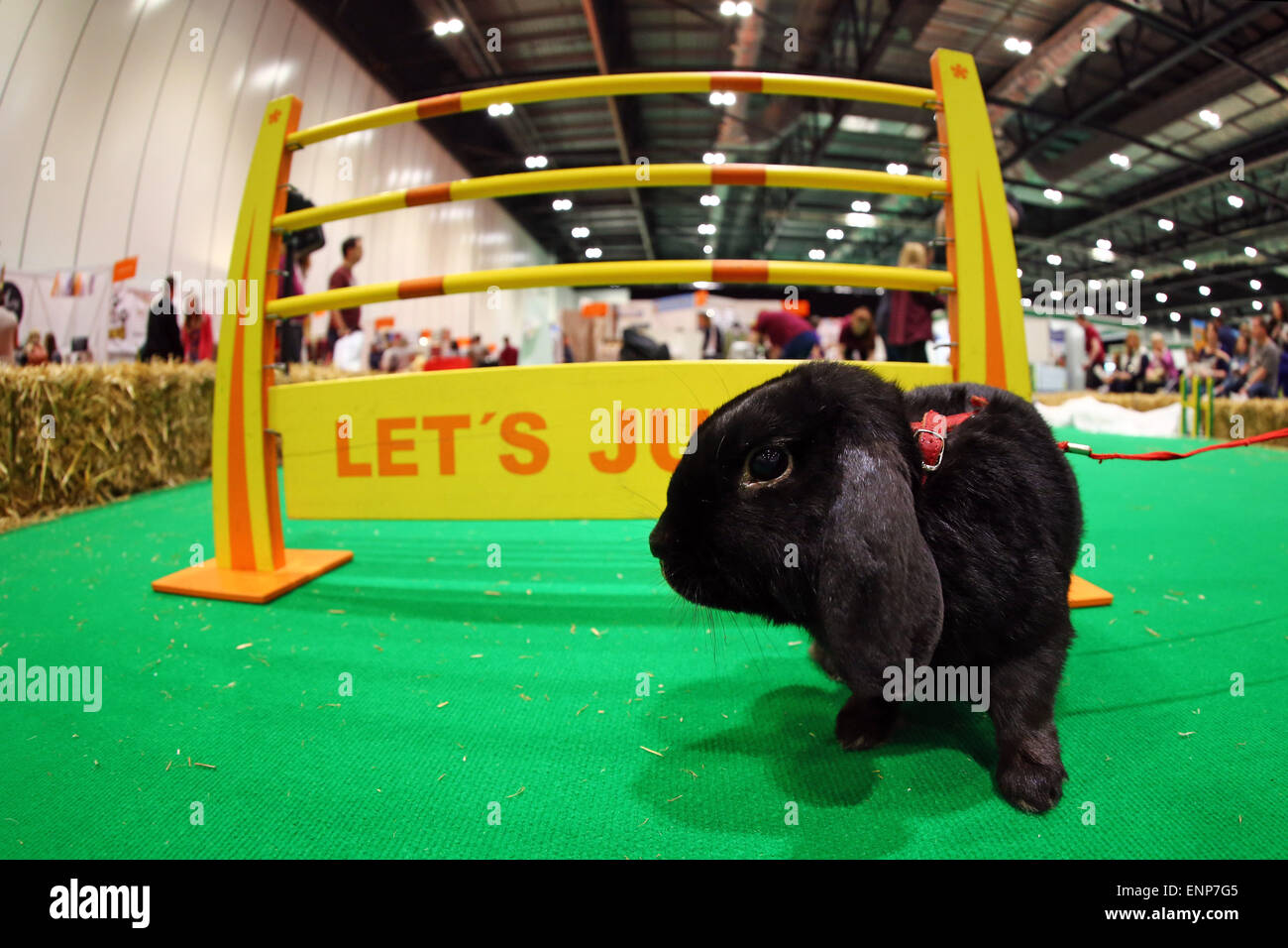 Londres, Royaume-Uni. 9e mai 2015. Concours hippique des lapins de la Suède à la London Pet Show 2015 à l'Excel, Londres, Angleterre Crédit : Paul Brown/Alamy Live News Banque D'Images