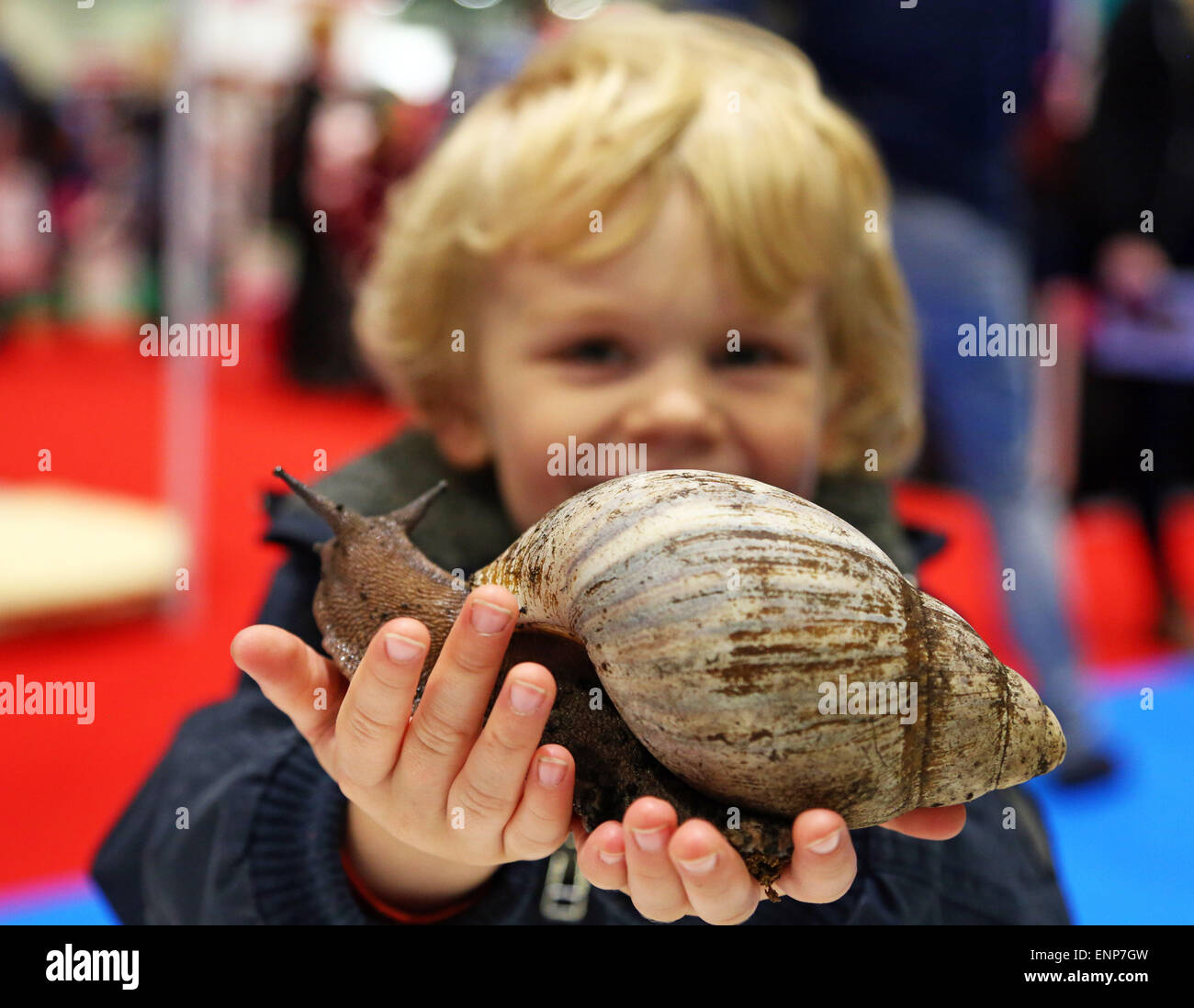 Londres, Royaume-Uni. 9e mai 2015. Tristan joue avec Shelley l'Escargot africain géant à la London Pet Show 2015 à l'Excel, Londres, Angleterre Crédit : Paul Brown/Alamy Live News Banque D'Images