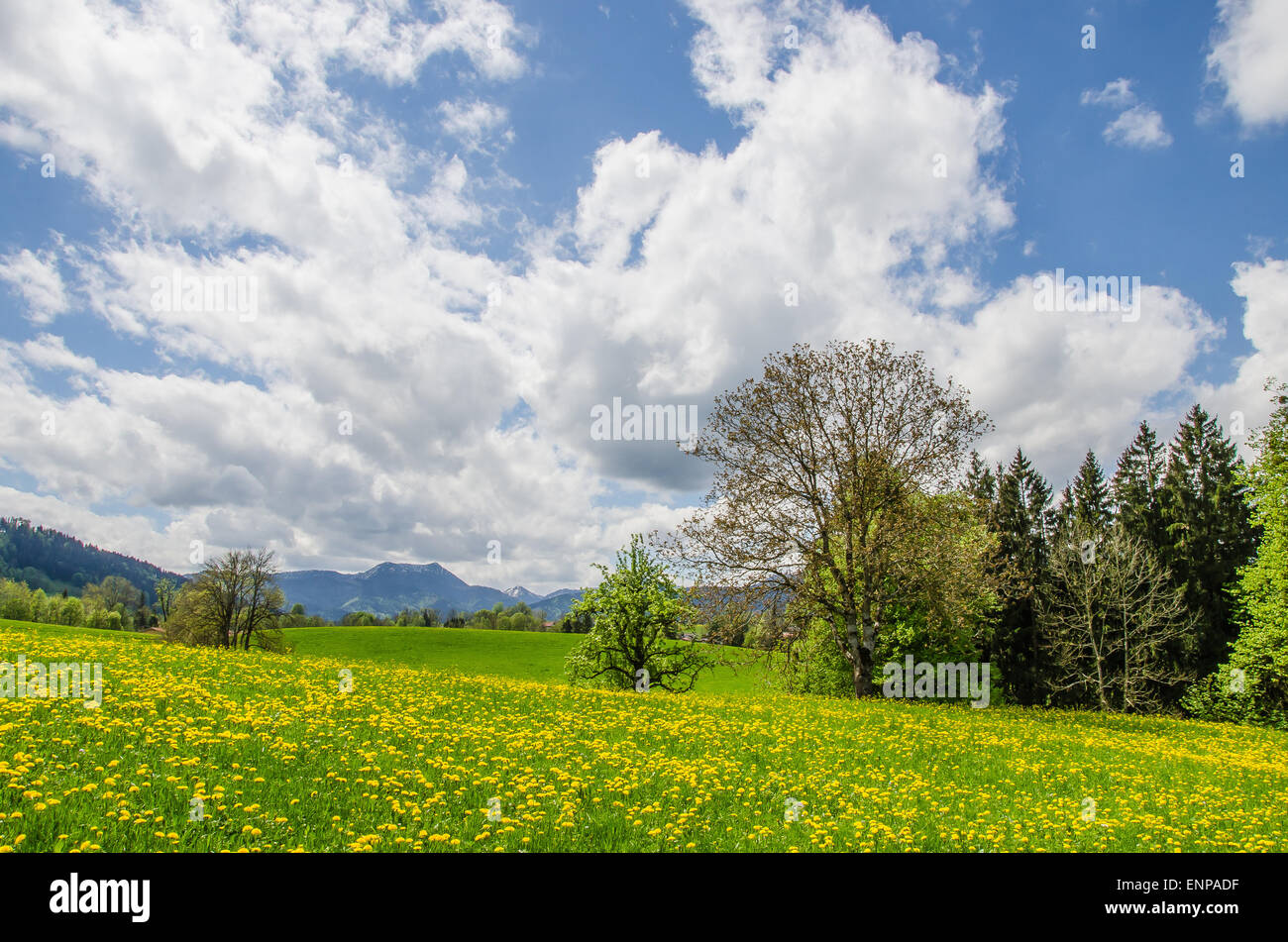 Un pissenlit prairie, un ciel bleu et blanc en Bavière printemps alpin Alpes montagnes en arrière-plan Banque D'Images