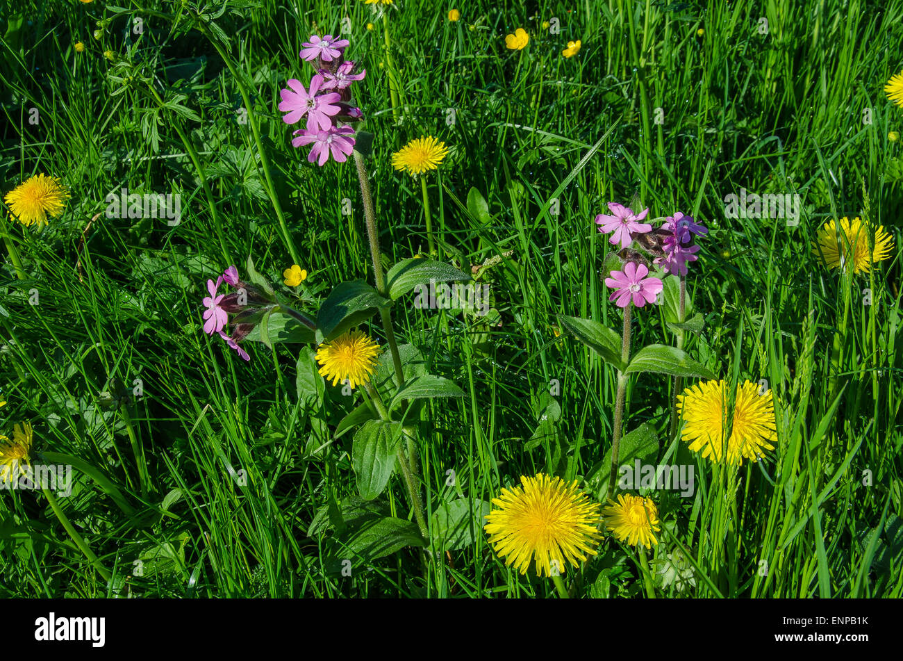 Red campion et dendelion dans une prairie alpine en fleur de printemps Banque D'Images