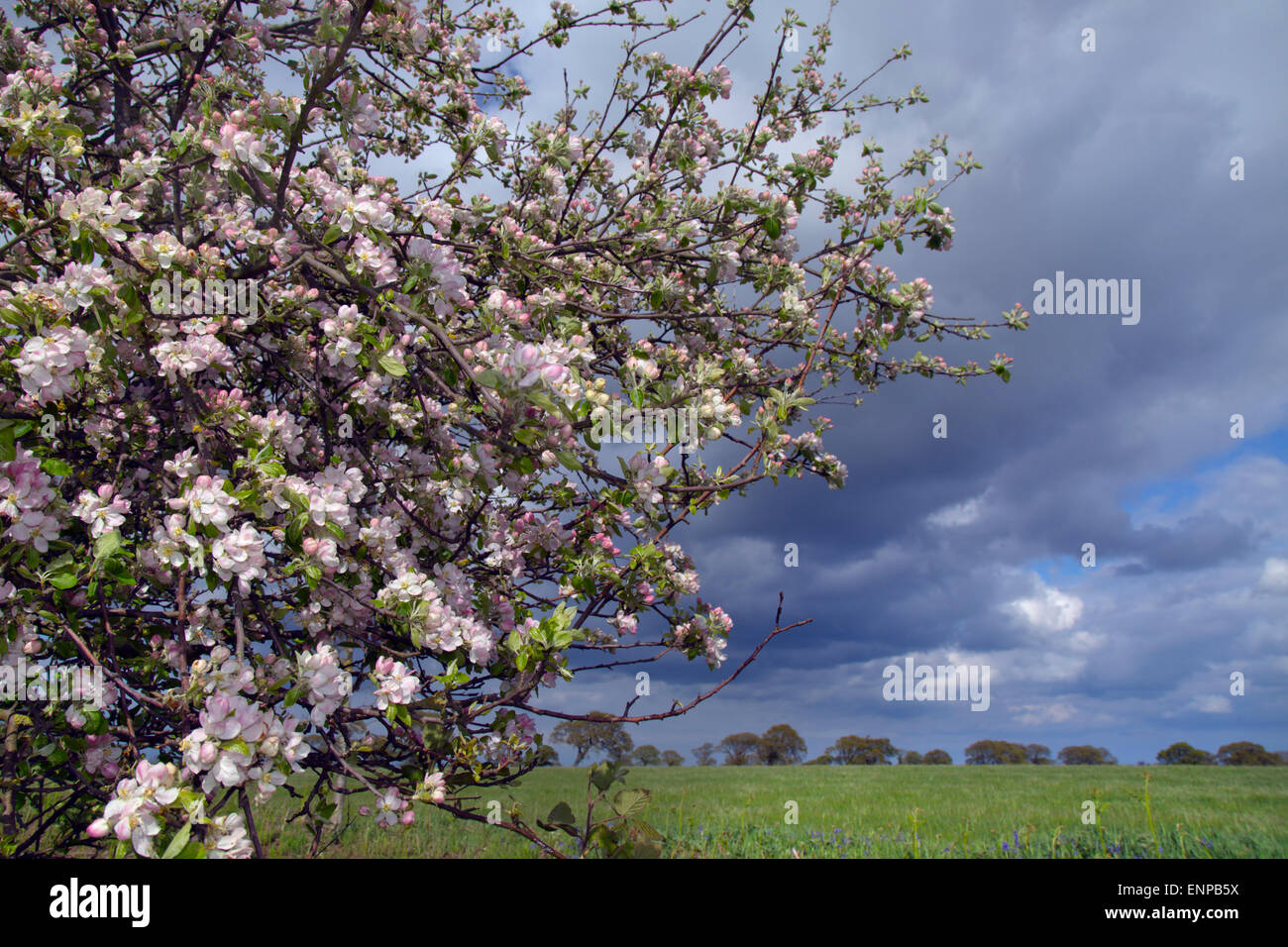 Apple crabe Malius sylvestris blossom sur terrain boundry Banque D'Images