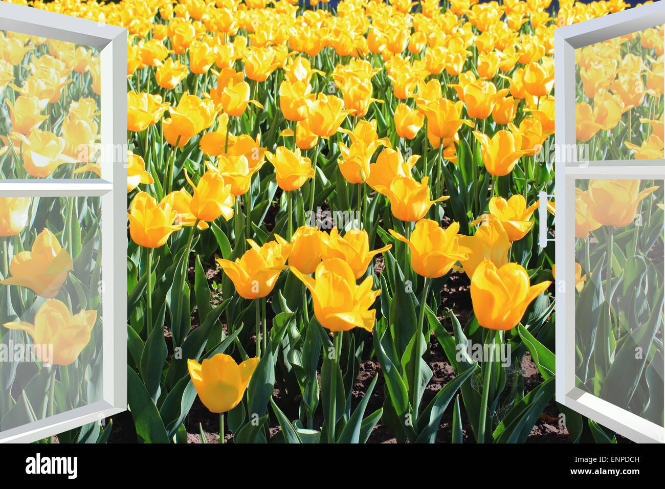 Fenêtre ouverte pour le champ de tulipes jaune printemps Banque D'Images