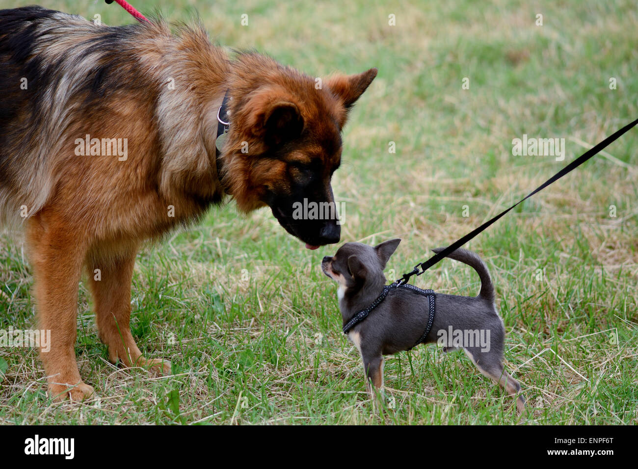 Berger Allemand et chihuahua chiens reniflant chaque d'autres visages à tout chien de sauvetage de Springers show à Reigate, Surrey, Angleterre Banque D'Images