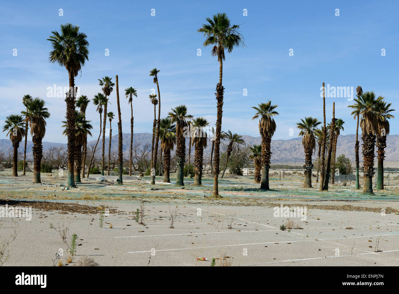 Palm Springs Californie arbres parking Banque D'Images