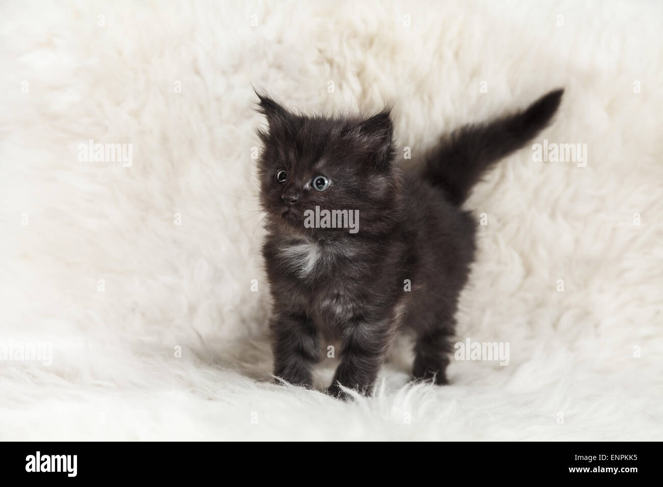 Petit Chaton Maine Coon Noir Aux Yeux Bleus Posant Sur Fond Blanc Fourrure Photo Stock Alamy