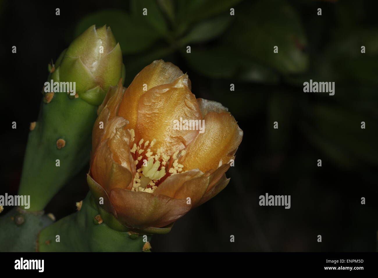Blooming flower de l'Oponce de l'Est, l'Opuntia sp. Banque D'Images