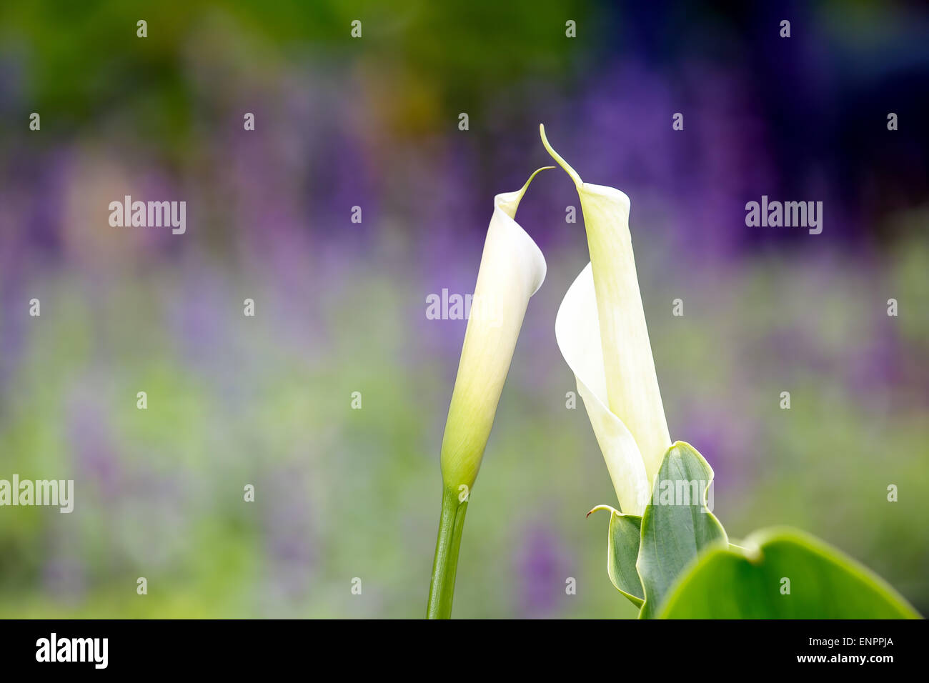 Bouquet de lis calla multicolores. Motif floral. Close-up. Abstract background Banque D'Images