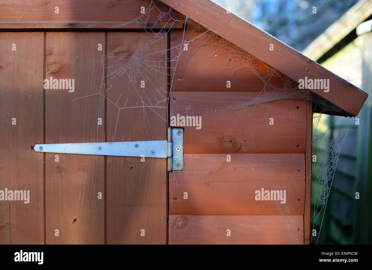 Araignée dépoli sur le côté du hangar. Banque D'Images