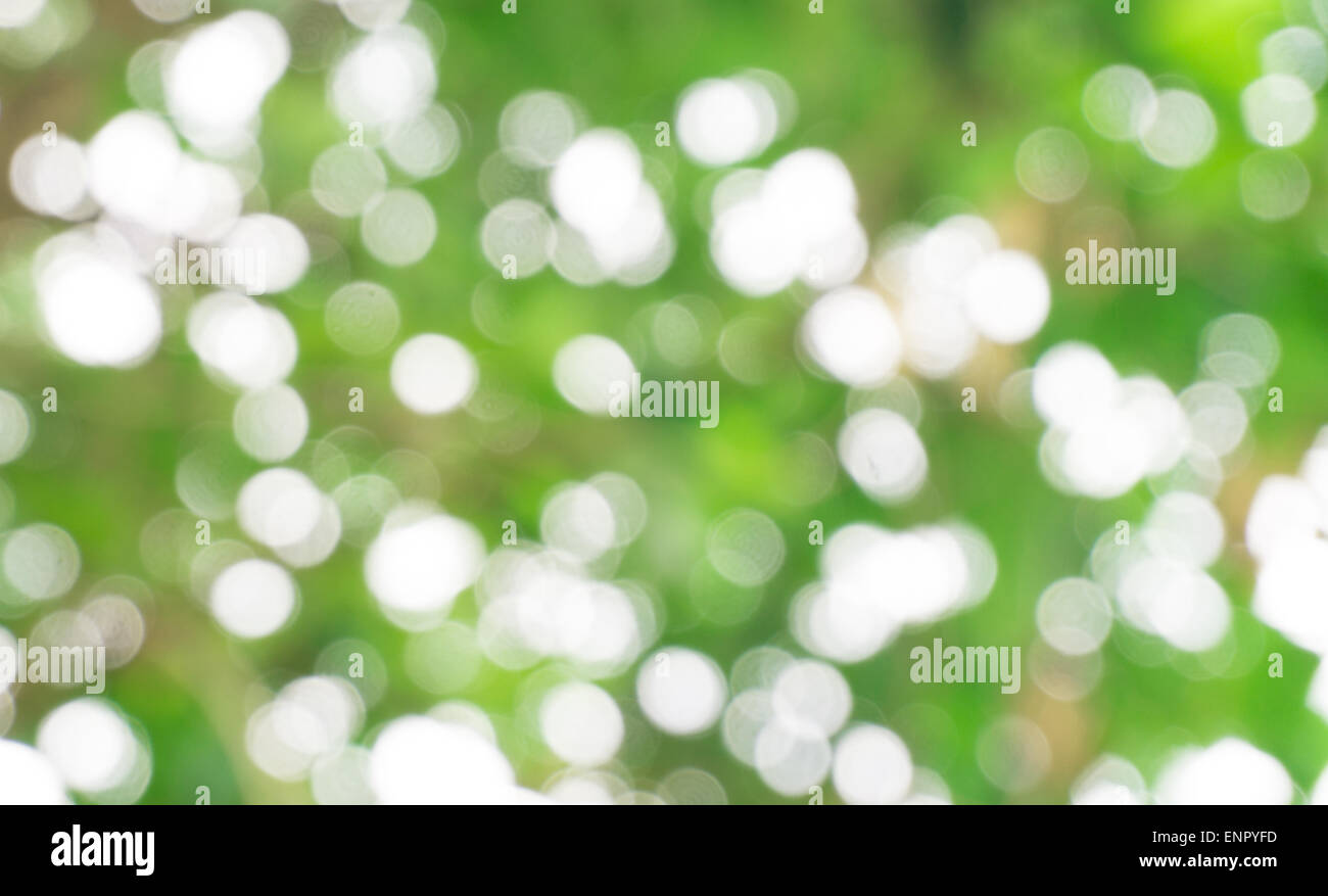 Naturel blanc et vert flou Flou d'arrière-plan Banque D'Images