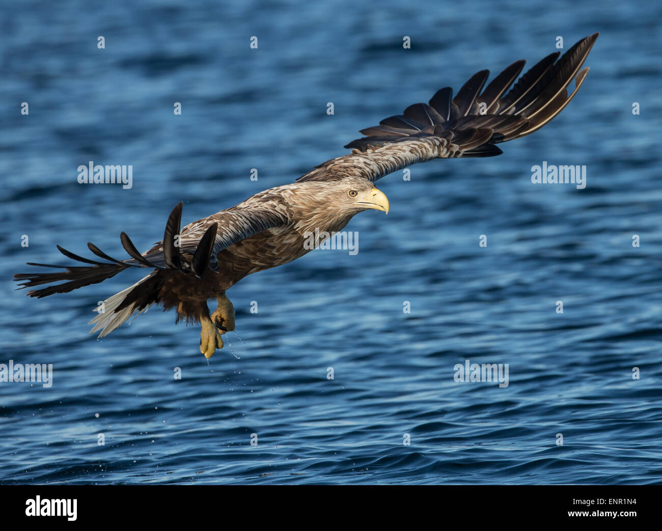 Blanc à queue blanche (Haliaeetus albicilla) en vol, la Norvège Banque D'Images