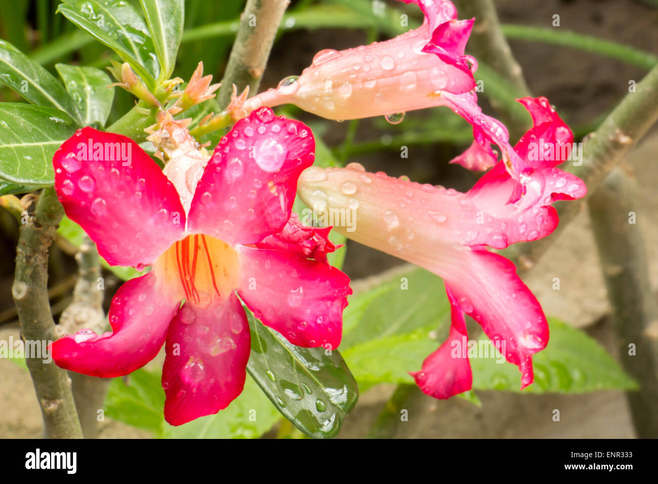 Azalée rose fleurs frais gouttelettes vert vif. Banque D'Images