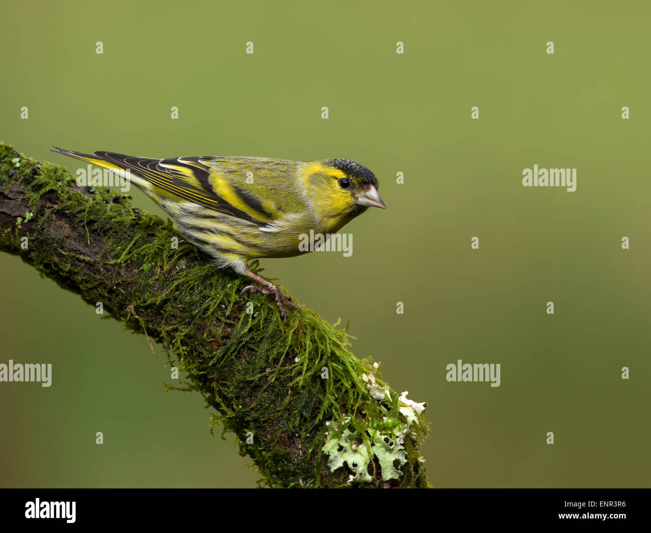 Tarin des pins (Carduelis spinus eurasienne) sur une perche moussus, UK Banque D'Images