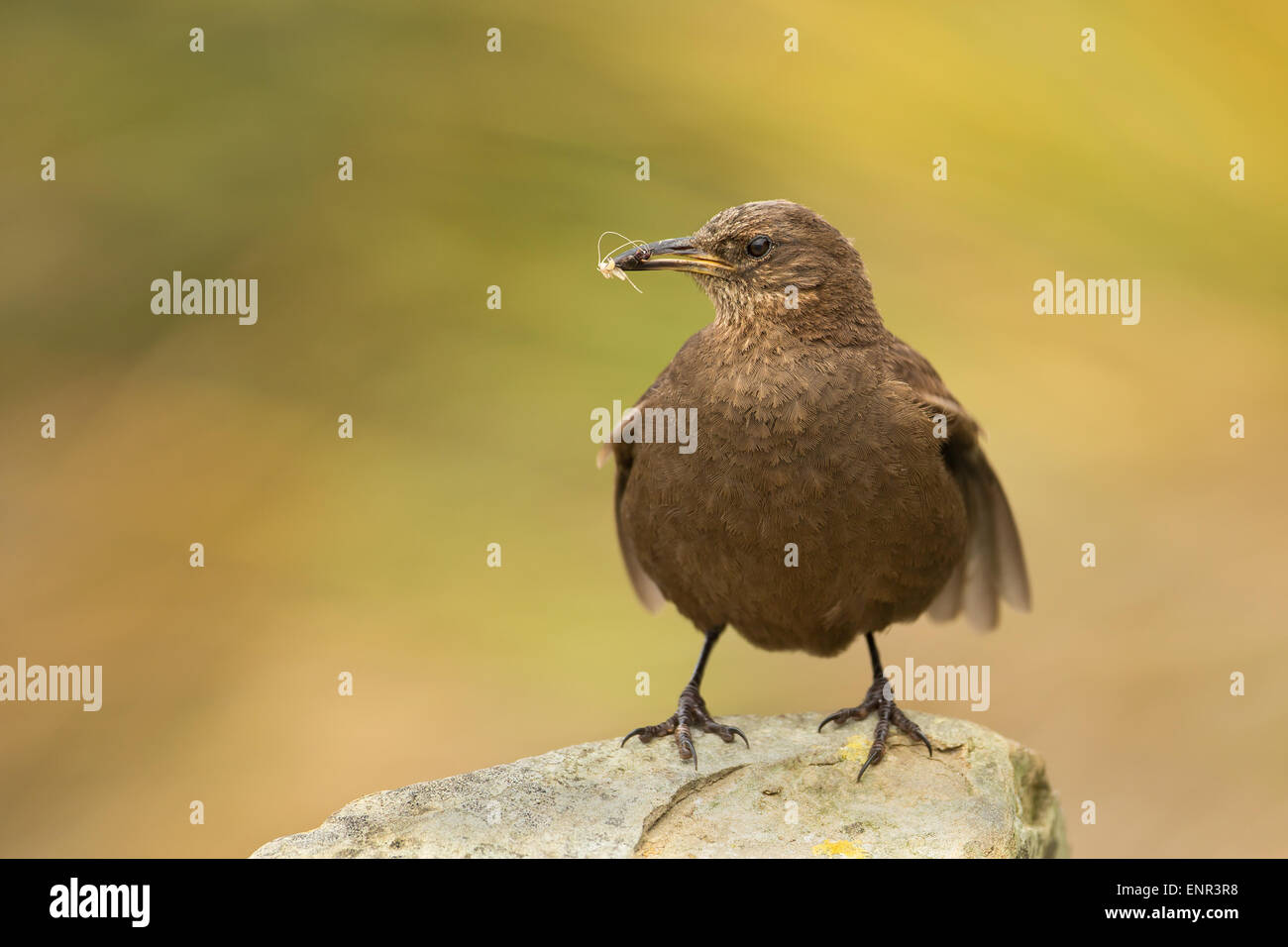 Tussac-oiseau perché sur une pierre contre un arrière-plan vert Banque D'Images