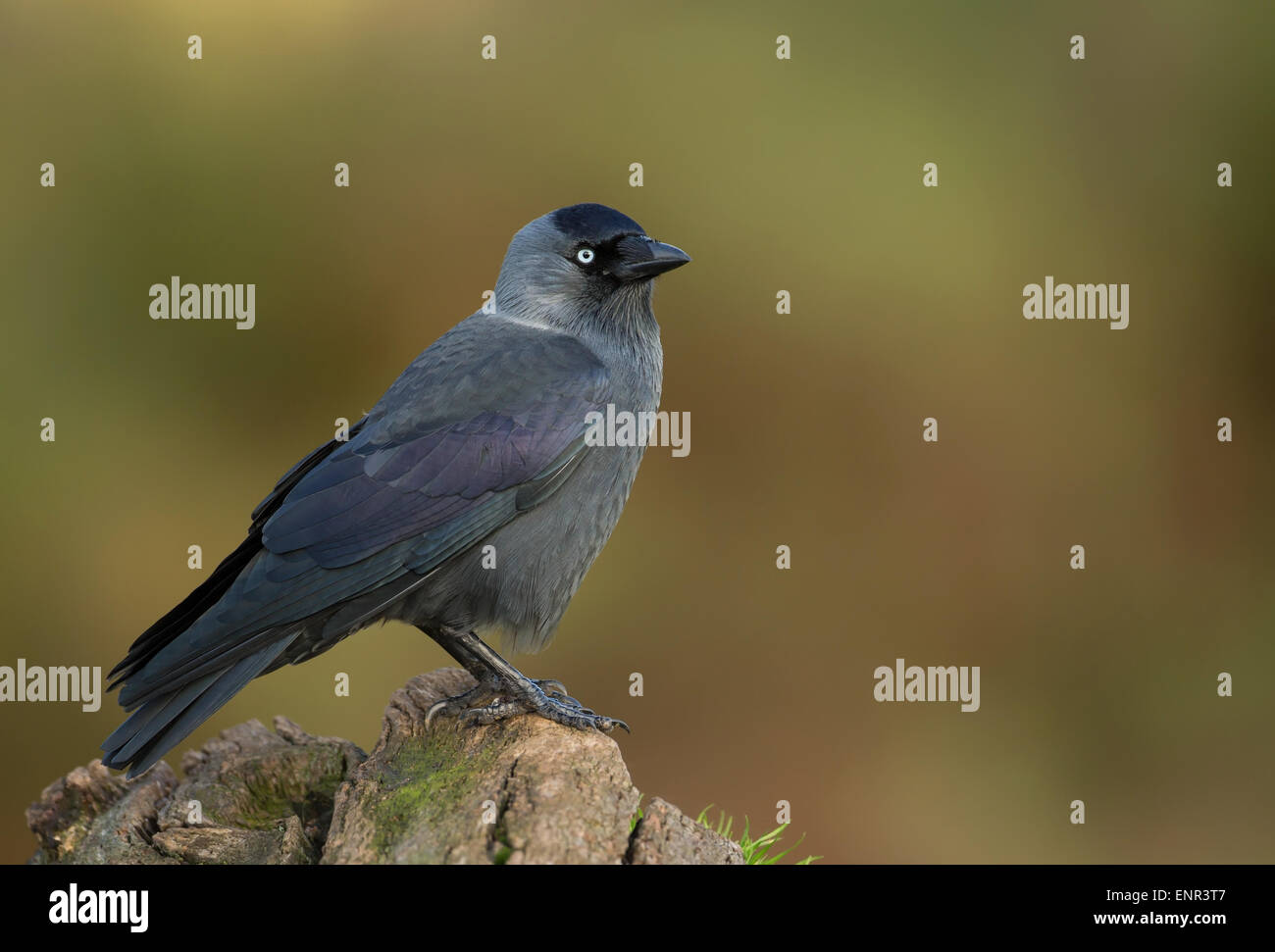 Western jackdaw perching on a wooden post Banque D'Images