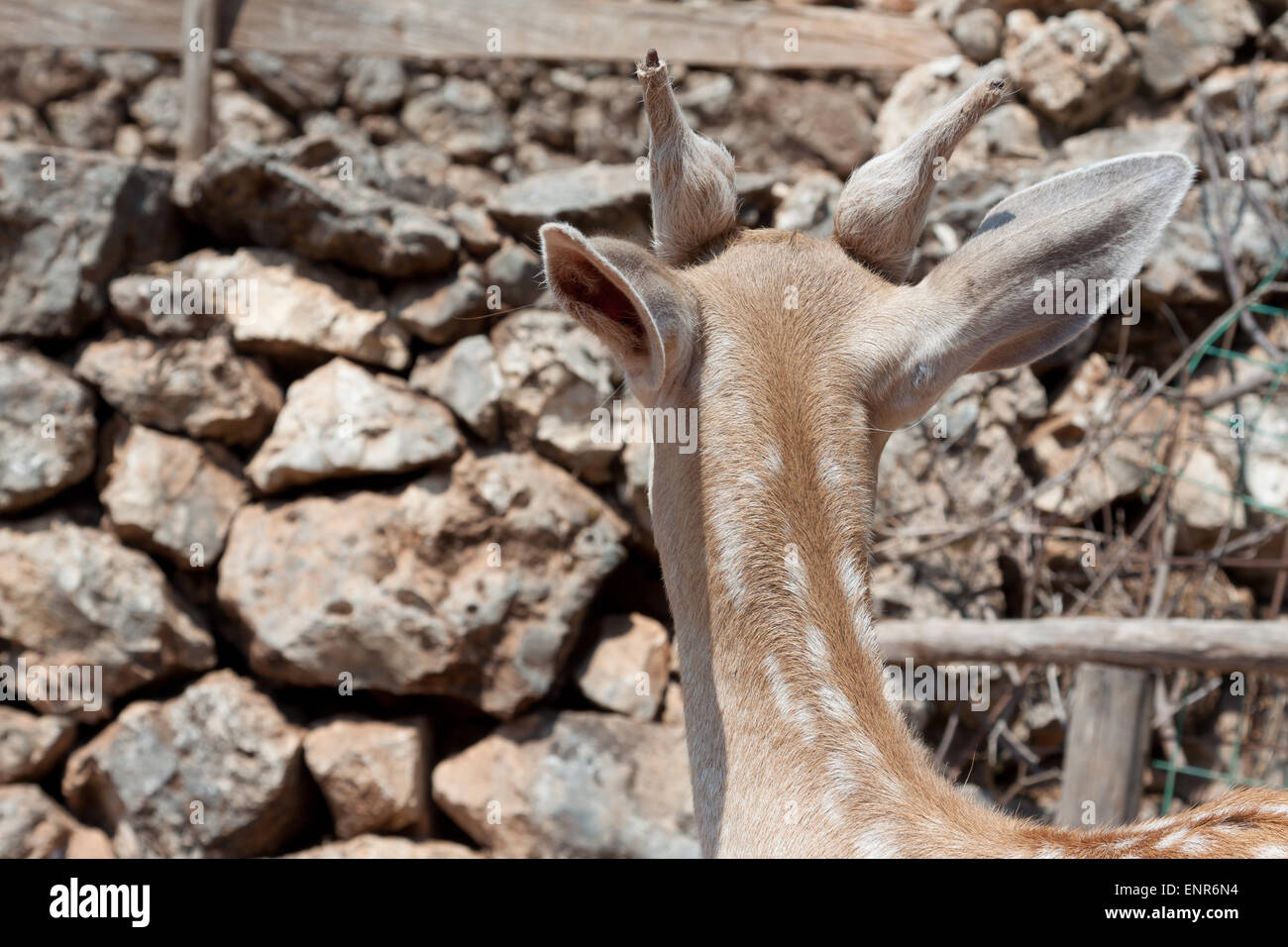 Tête et cou le cerf sika, vue arrière en Askos Stone Park Banque D'Images