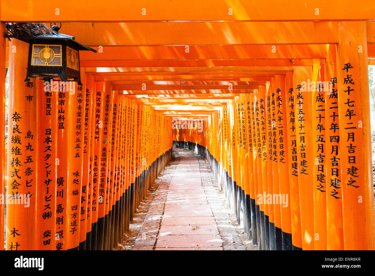 Vue le long du couloir formé par des centaines de portes vermilion, orange, torii au célèbre sanctuaire de Fushimi Inari-Taisha à Kyoto. Aucune personne en prise de vue. Banque D'Images