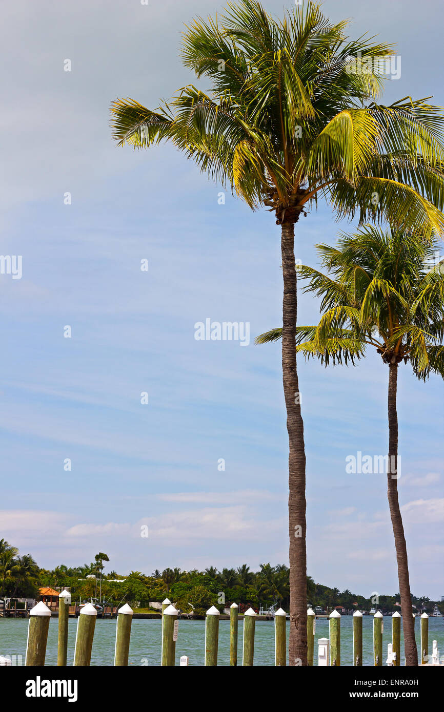 Deux grands cocotiers près de la jetée de Miami Beach, en Floride. Banque D'Images