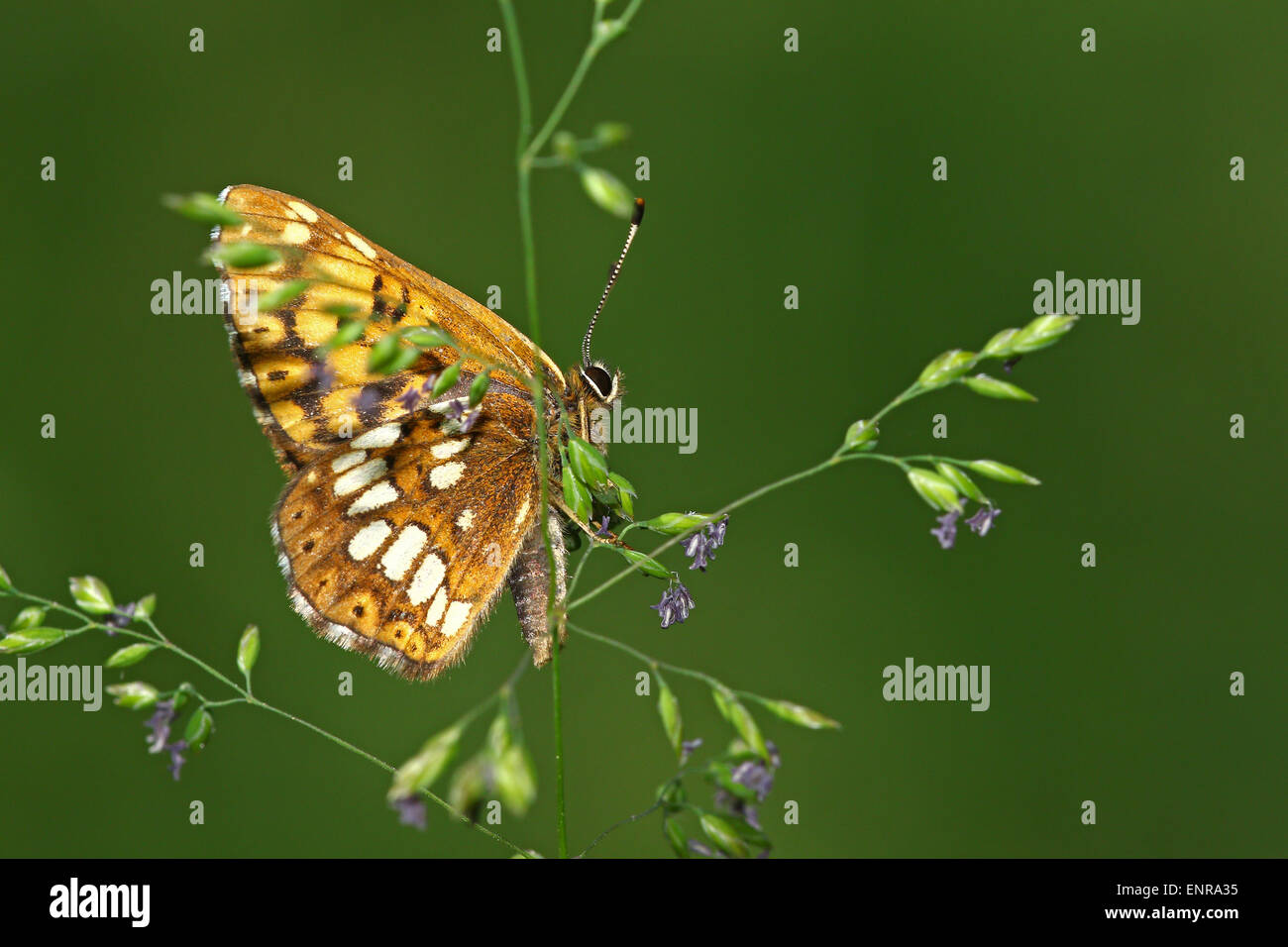 Petit papillon sur un brin d'herbe avec place pour le texte Banque D'Images