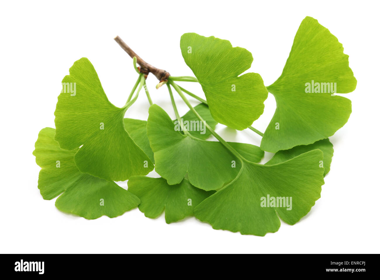 Le ginkgo biloba feuilles isolées sur fond blanc Banque D'Images