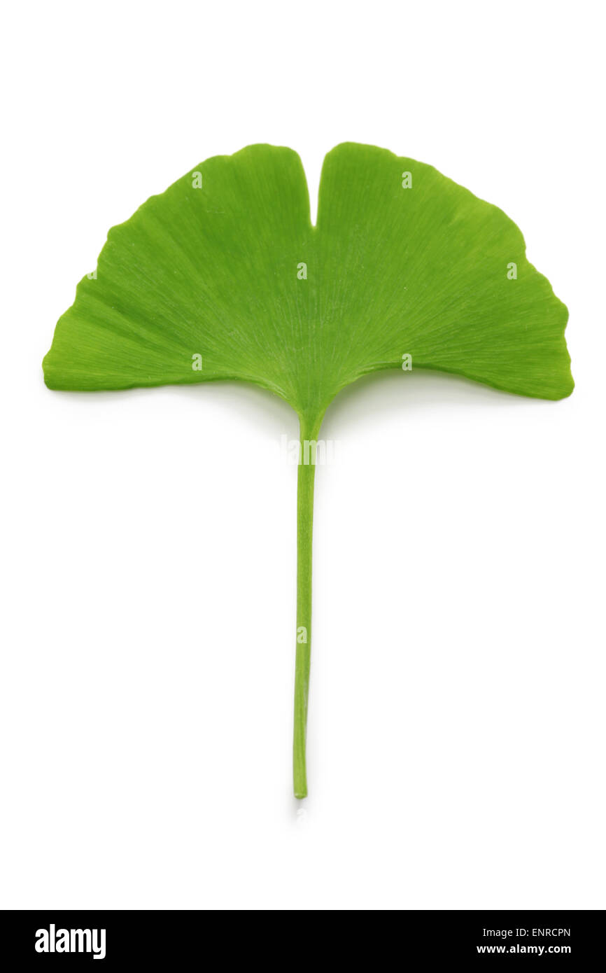 Le ginkgo biloba isolé sur fond blanc Banque D'Images