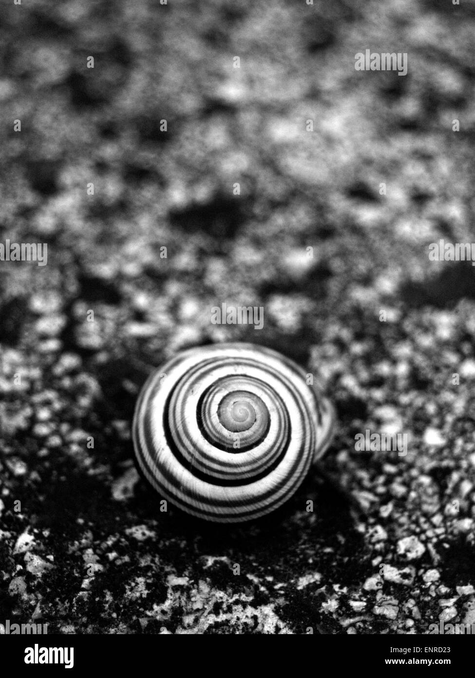 Escargot noir et blanc sur une surface en béton. Banque D'Images