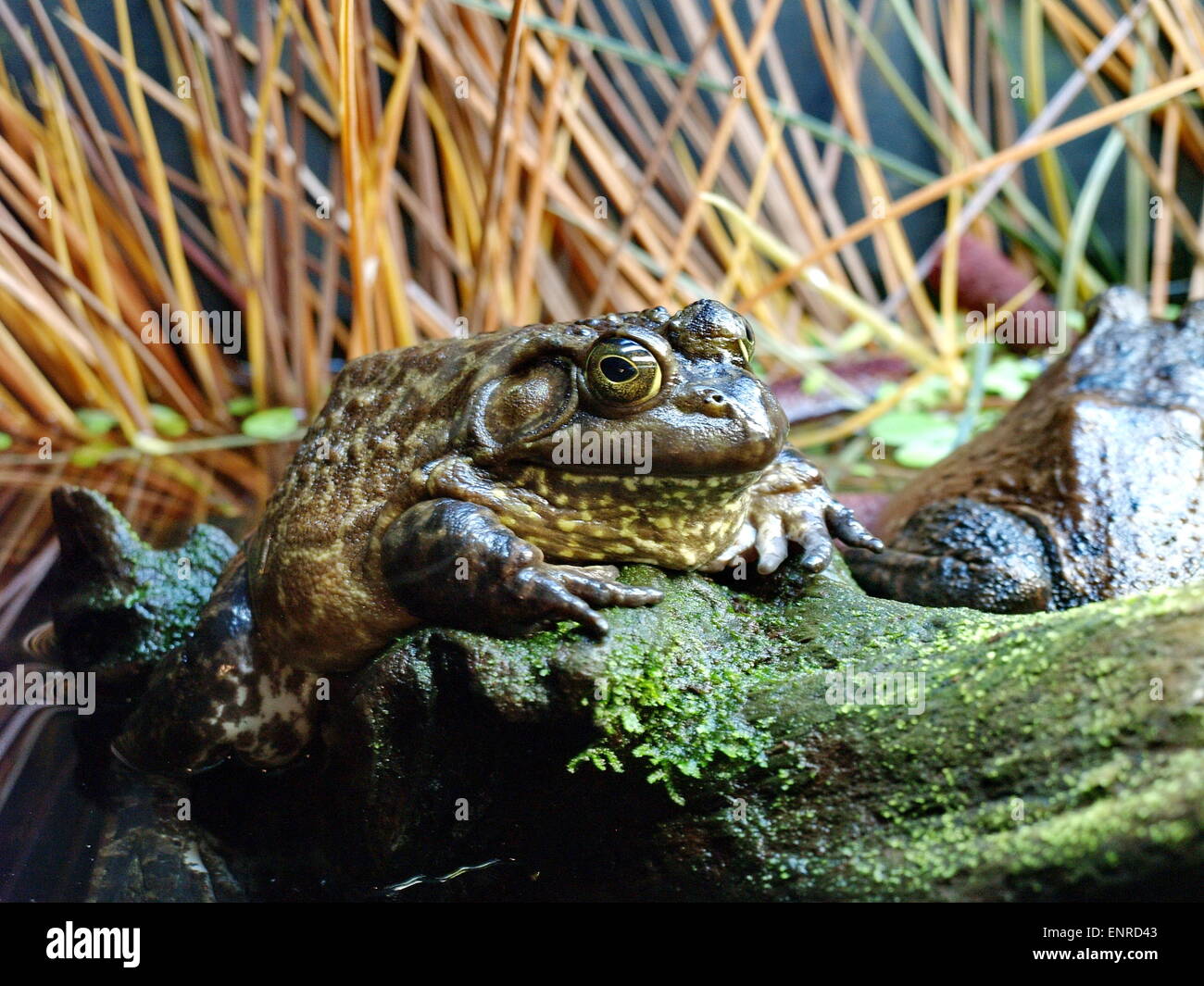 Big frog dans son environnement naturel Banque D'Images