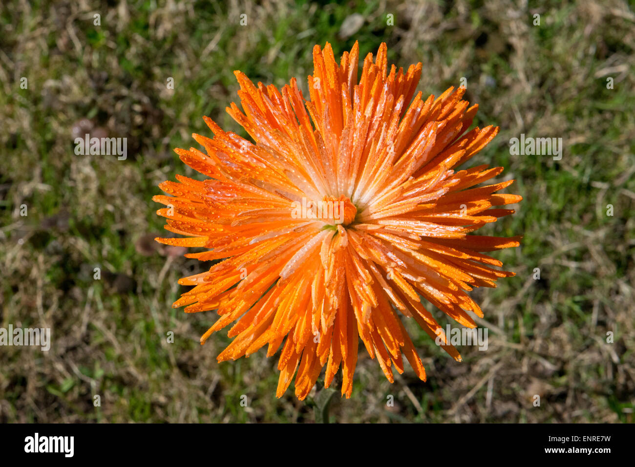 Une maman araignée orange blossom. Banque D'Images