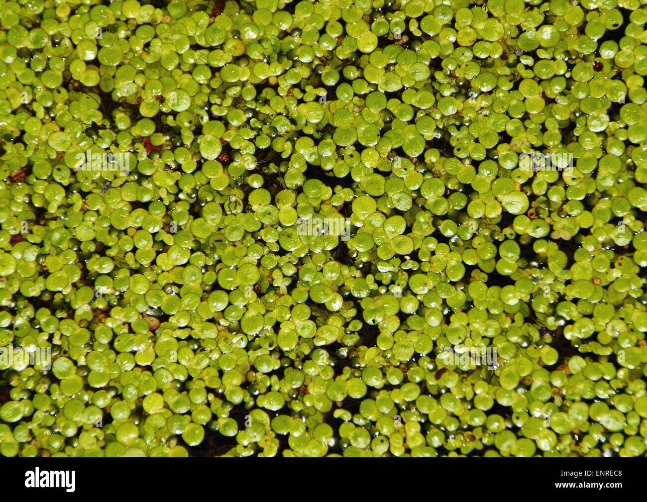 Les lentilles d'usine avec gouttes d'eau sur l'eau noire Banque D'Images