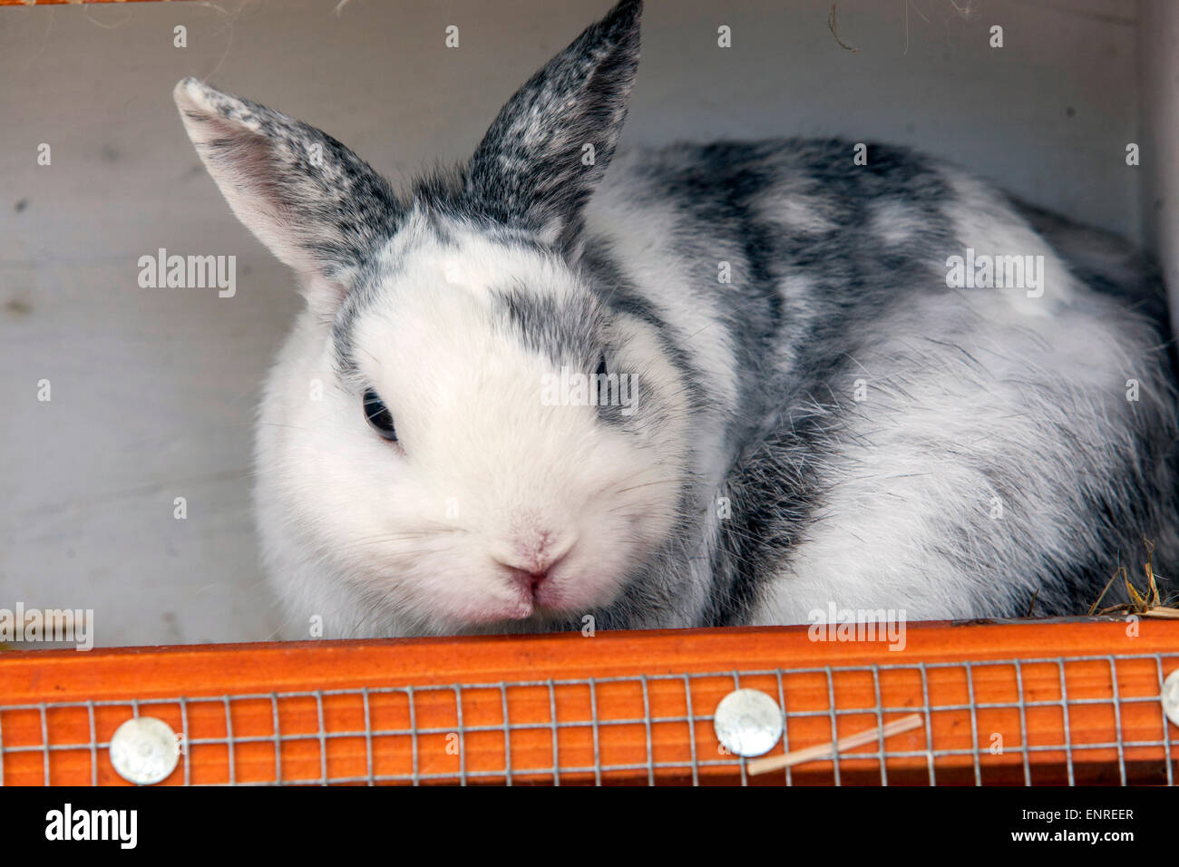 Lapin Piebald en boîte Banque D'Images