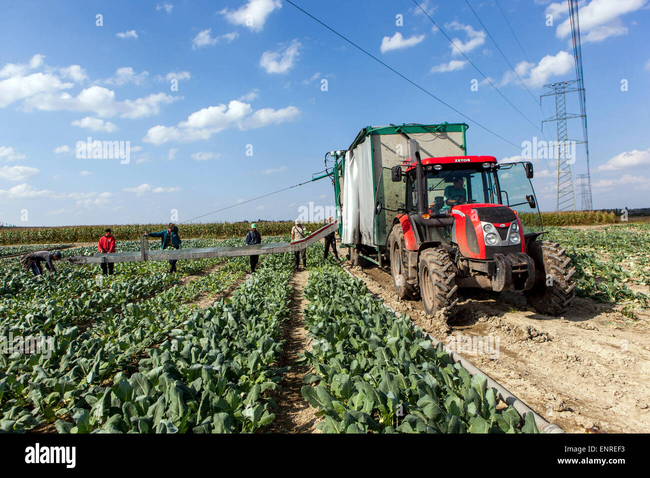 Récolte de kohlrabi République tchèque agriculteur Banque D'Images